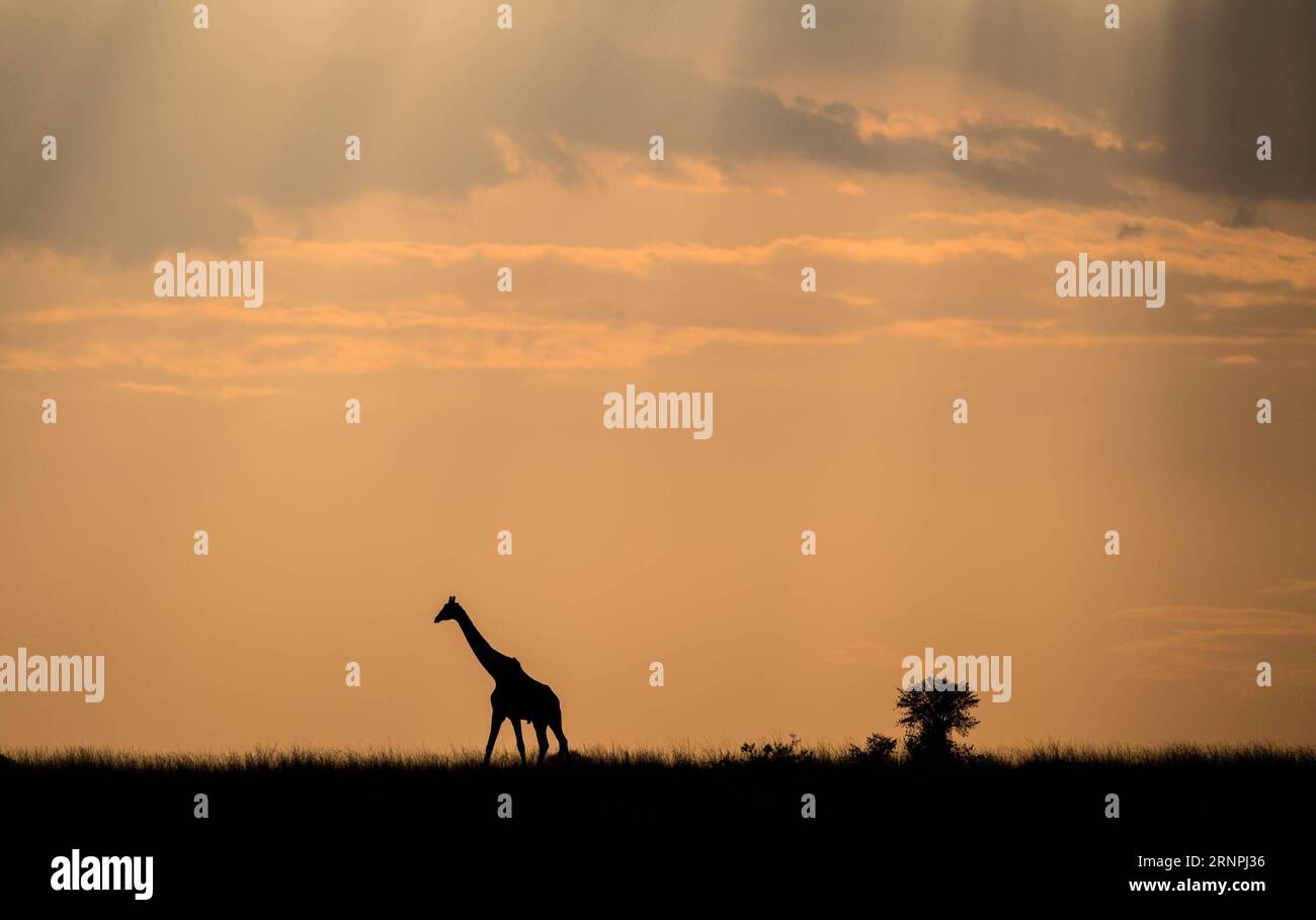 (170830) -- NAIROBI, 30 août 2017 -- Une girafe se promène dans la réserve nationale Maasai Mara, Kenya, 28 août 2017.) (zw) RÉSERVE NATIONALE KENYA-MAASAI MARA-ANIMAUX ChenxCheng PUBLICATIONxNOTxINxCHN Banque D'Images
