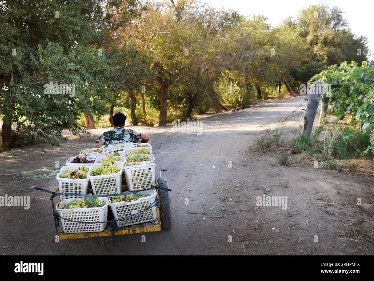 (170902) -- URUMQI, 2 septembre 2017 -- Un agriculteur transporte des raisins dans la ville de Putao (Grape) de Turpan, dans la région autonome ouïgour du Xinjiang, au nord-ouest de la Chine, 29 août 2017. Les raisins ici sont mûris plus tôt cette année en raison du temps brûlant en juillet. )(wyo) CHINA-XINJIANG-TURPAN-GRAPE-VENDANGE (CN) WangxFei PUBLICATIONxNOTxINxCHN Urumqi sept 2 2017 un agriculteur transporte des raisins à Putao Grapefruit ville de Turpan Nord-Ouest de la Chine S Xinjiang Uygur région autonome août 29 2017 raisins sont mûris plus tôt cette année en raison du temps brûlant en juillet Wyo Chine Turinjiang Grapefruit Banque D'Images