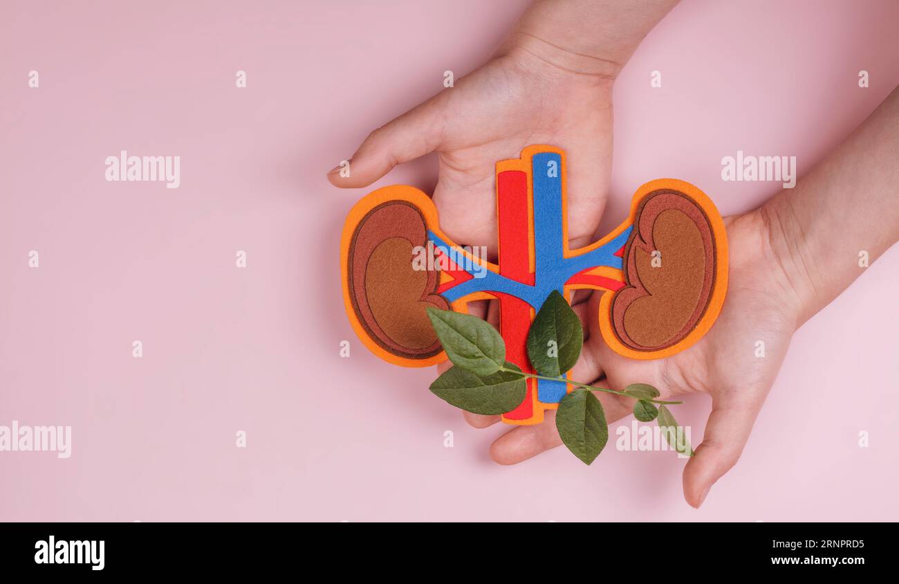 Mois de sensibilisation à l'urologie. Les mains de l'enfant tenant les reins avec l'artère et la veine. Transplantation rénale ou don d'organes. Espace de copie Banque D'Images