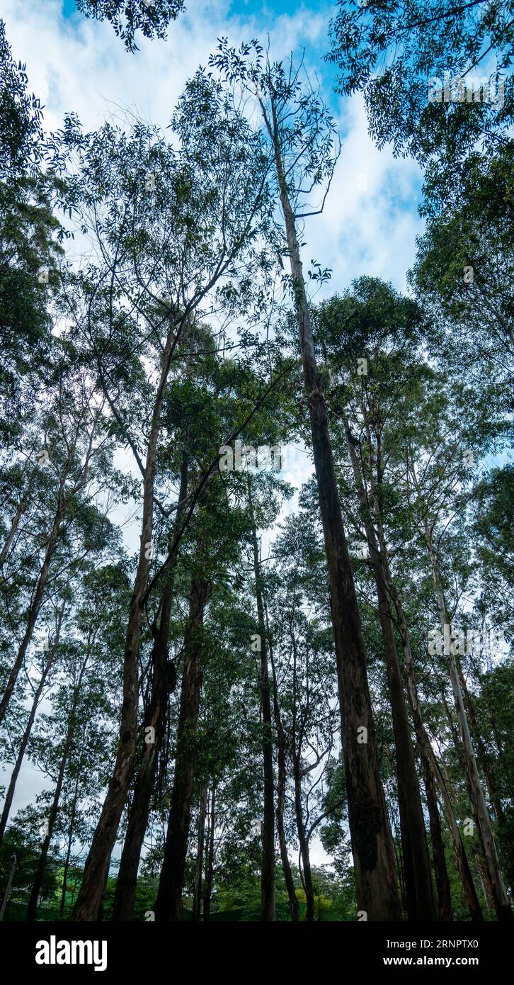 Très grands arbres connus comme gomme bleue du Sud ou gomme bleue (Eucalyptus globulus) dans un parc public à Medellin, Colombie Banque D'Images