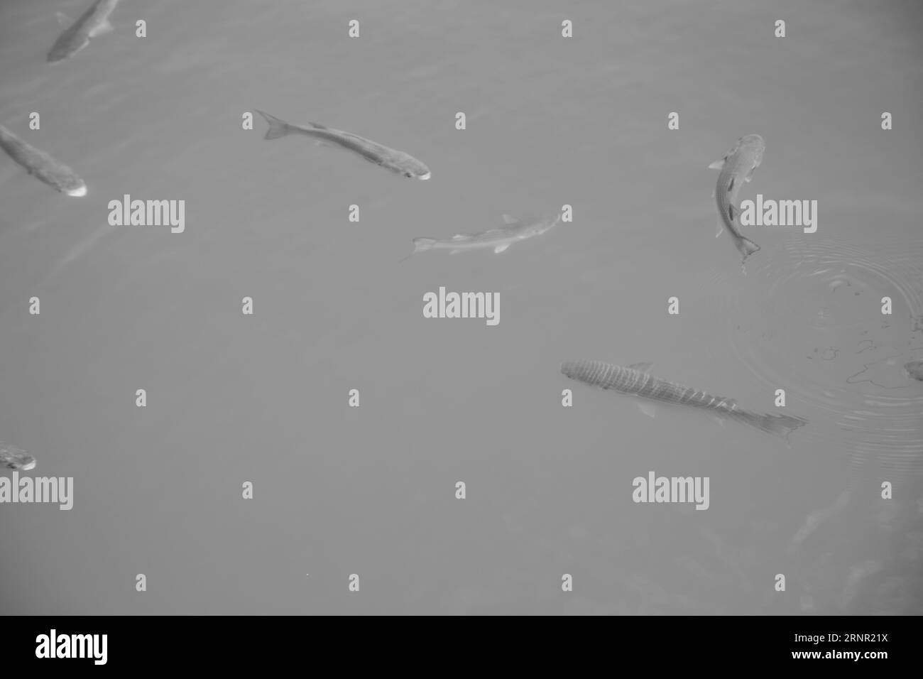 gros poisson dans l'eau claire Banque D'Images