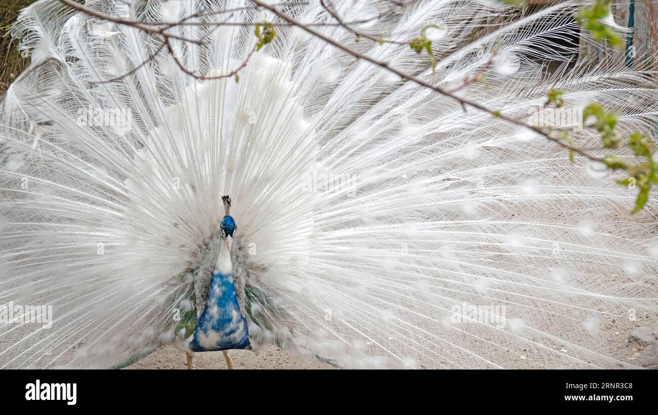 Un beau paon blanc pose pour les photos Banque D'Images