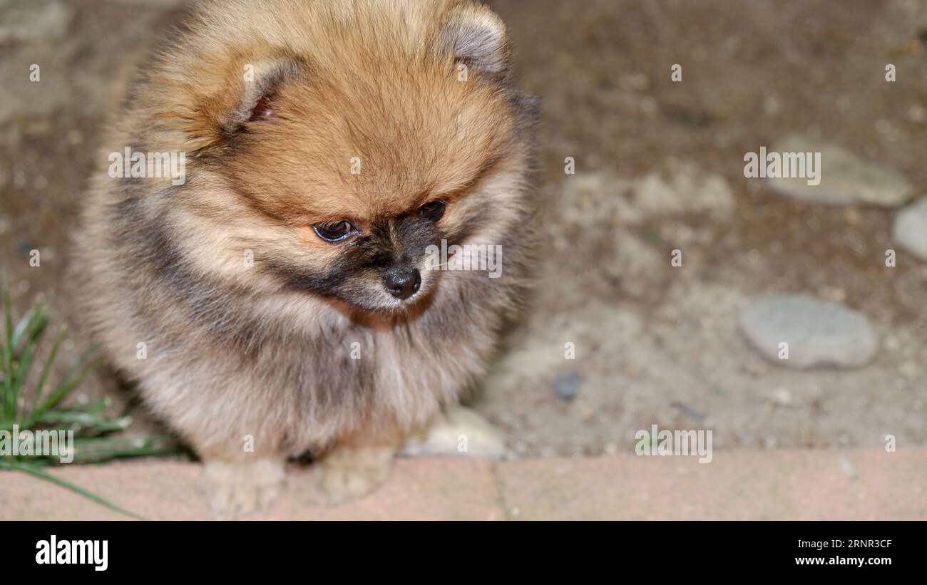 Petit chien Pomeranian veut jouer Banque D'Images