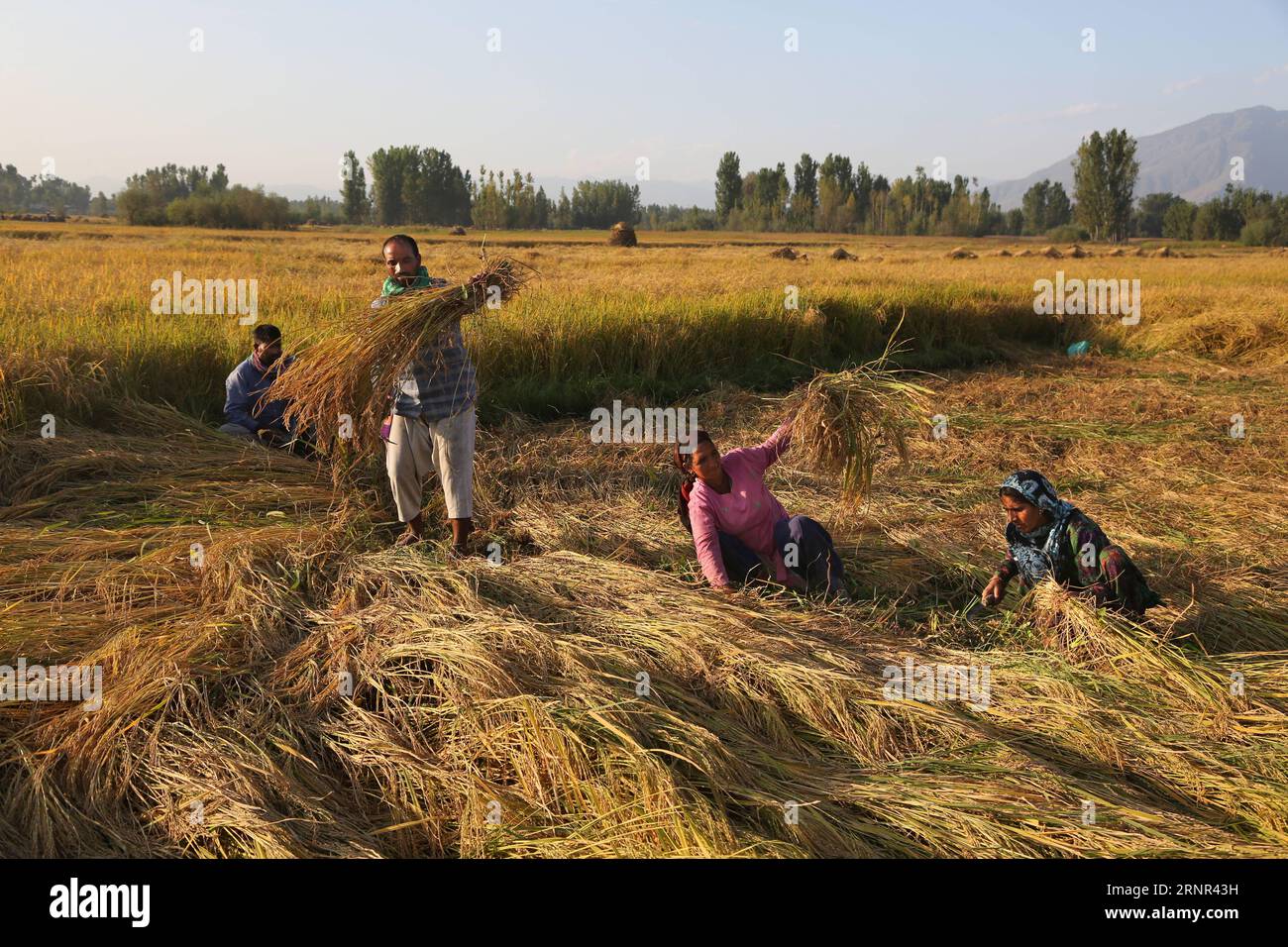 (170917) -- SRINAGAR, 17 septembre 2017 -- des agriculteurs cachemiriens récoltent du paddy dans un champ à la périphérie de Srinagar, capitale estivale du Cachemire contrôlé par l'Inde, le 17 septembre 2017. )(yk) SAISON DE RÉCOLTE INDE-CACHEMIRE-SRINAGAR-PADDY JavedxDar PUBLICATIONxNOTxINxCHN Banque D'Images