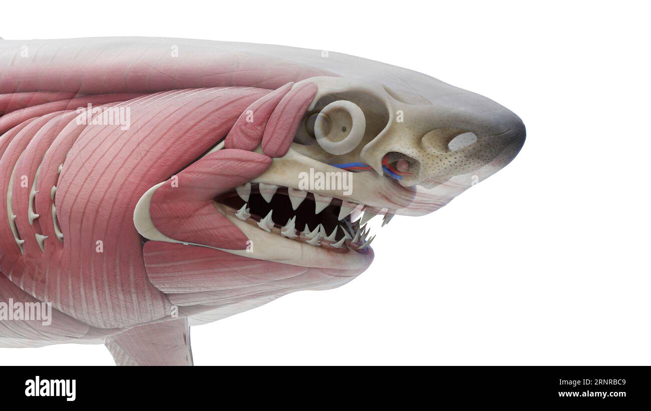 Queue Requin Le système musculaire du requin, illustration Photo Stock - Alamy