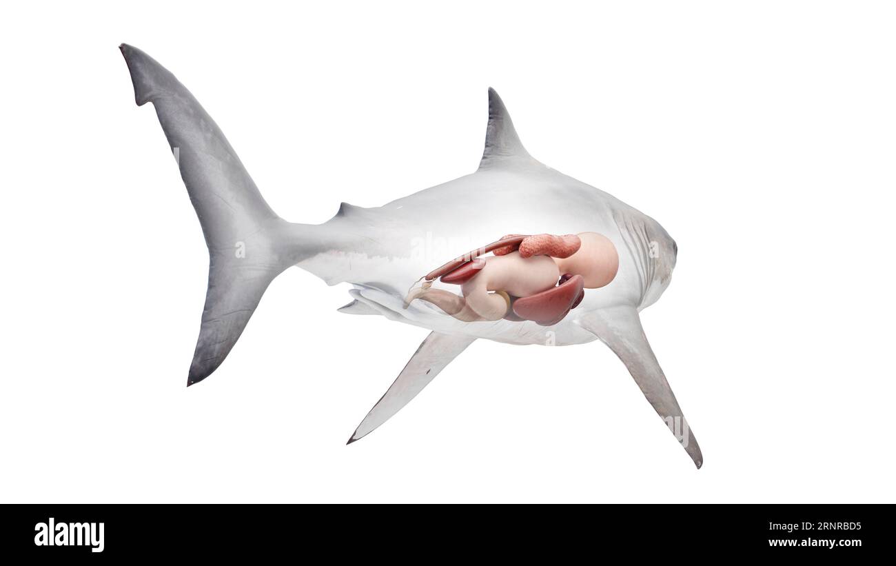 Organes internes du requin, illustration Banque D'Images