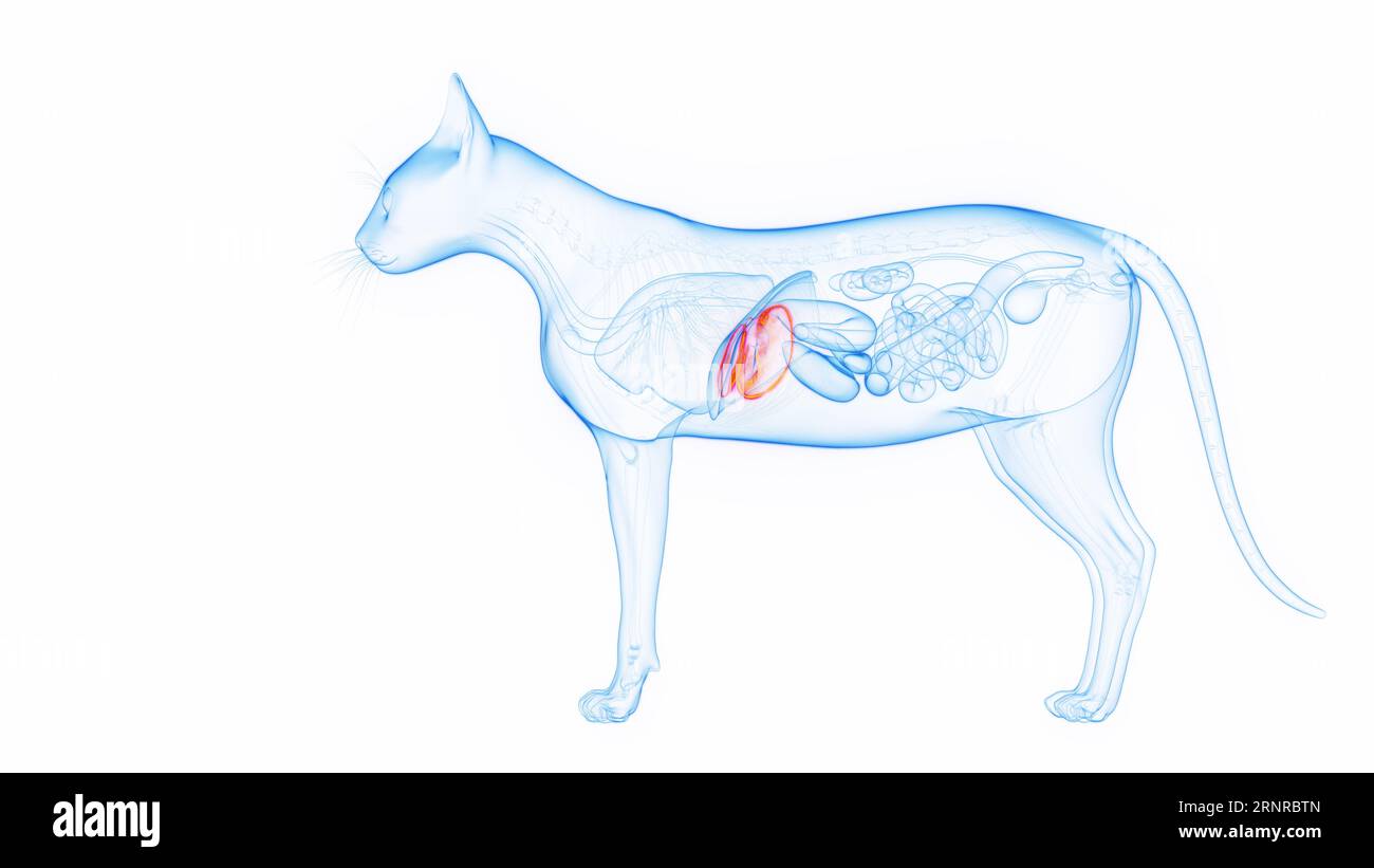 Foie de chat, illustration Banque D'Images