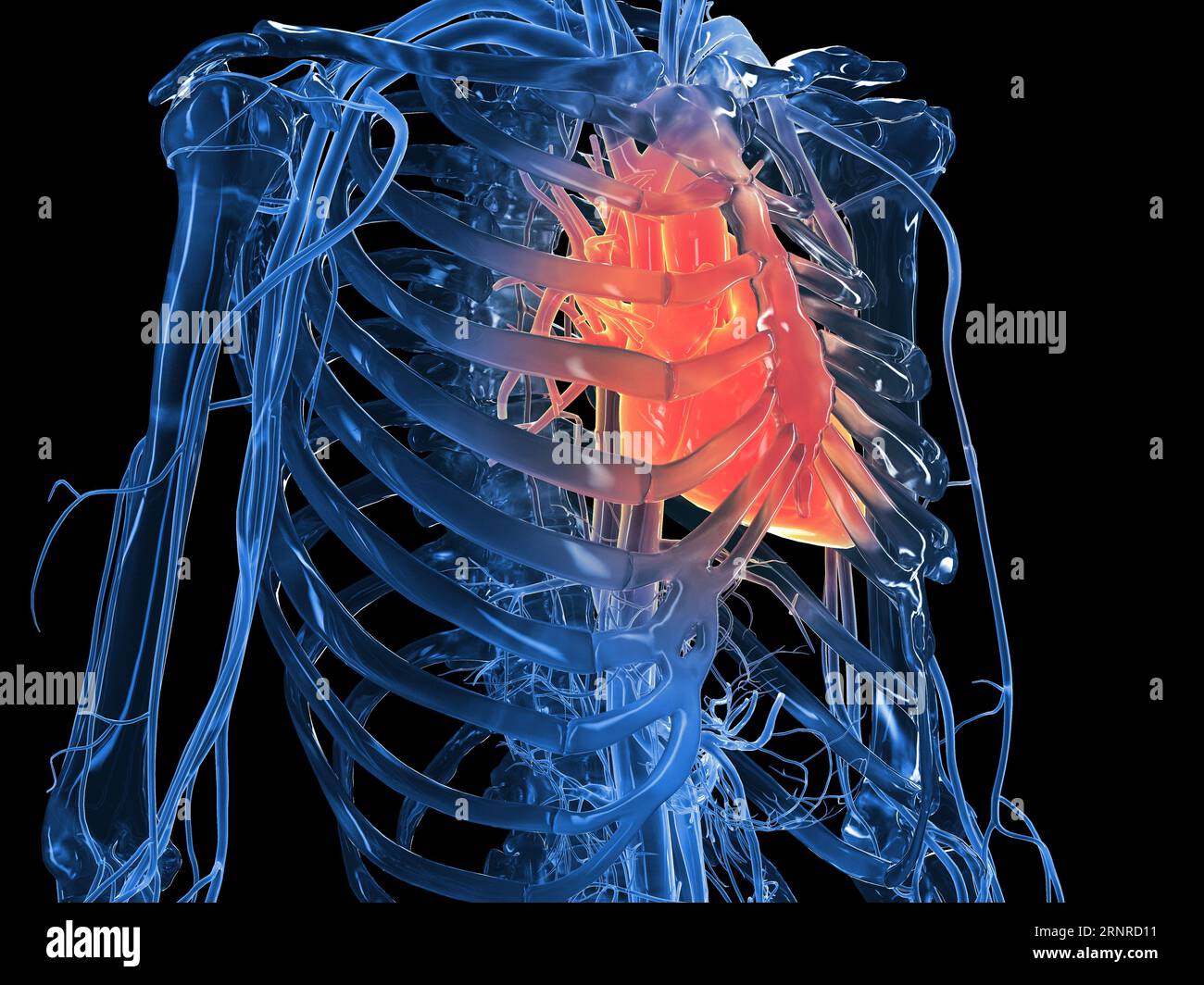 Coeur de l'homme, illustration Banque D'Images