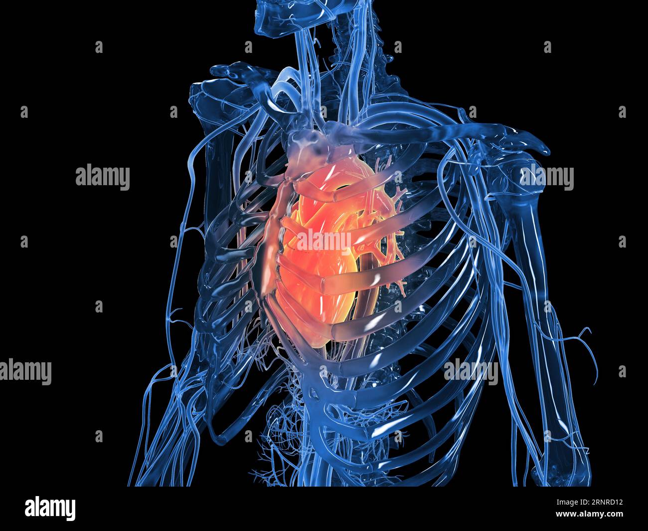 Coeur de l'homme, illustration Banque D'Images