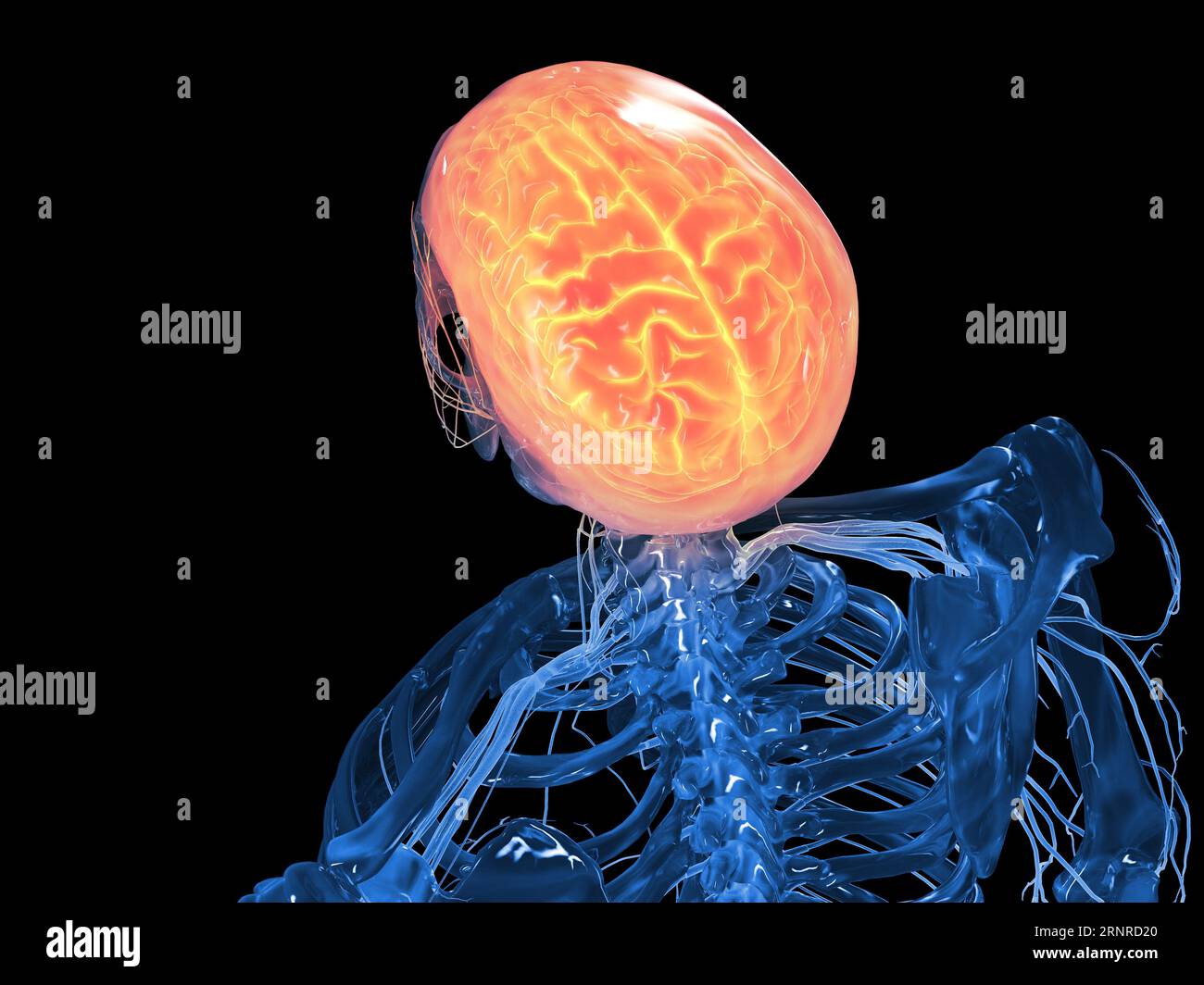 Cerveau humain, illustration Banque D'Images