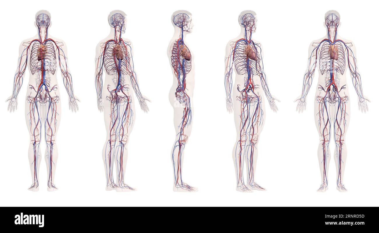 Système vasculaire masculin, illustration Banque D'Images