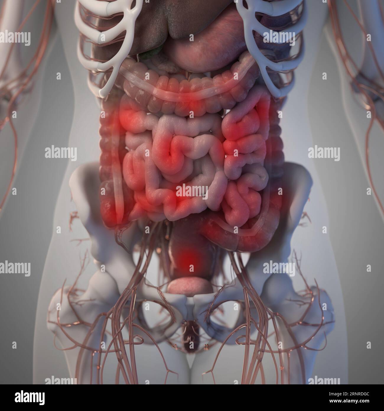 Organes abdominaux, illustration Banque D'Images