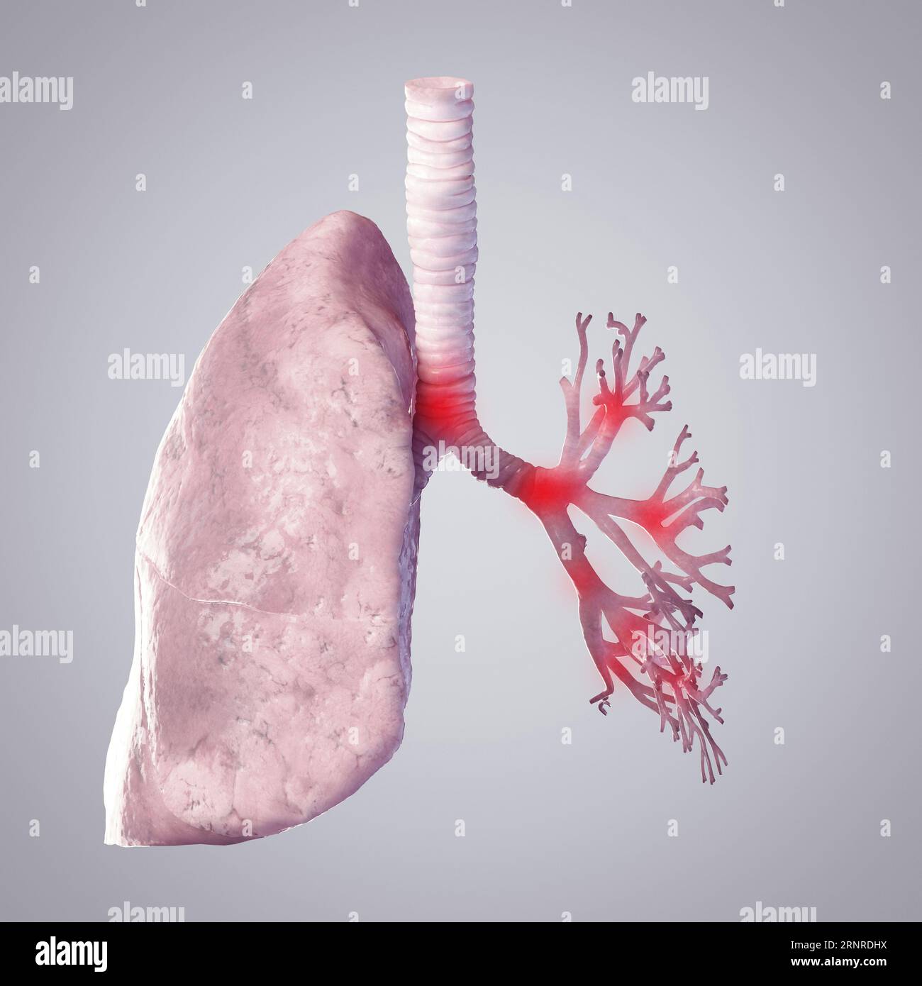 Poumon et bronches, illustration Banque D'Images