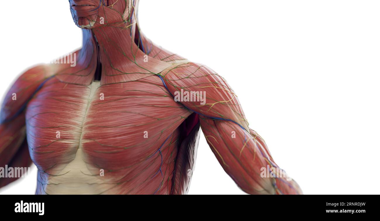 Muscles du thorax et des bras masculins, illustration Banque D'Images