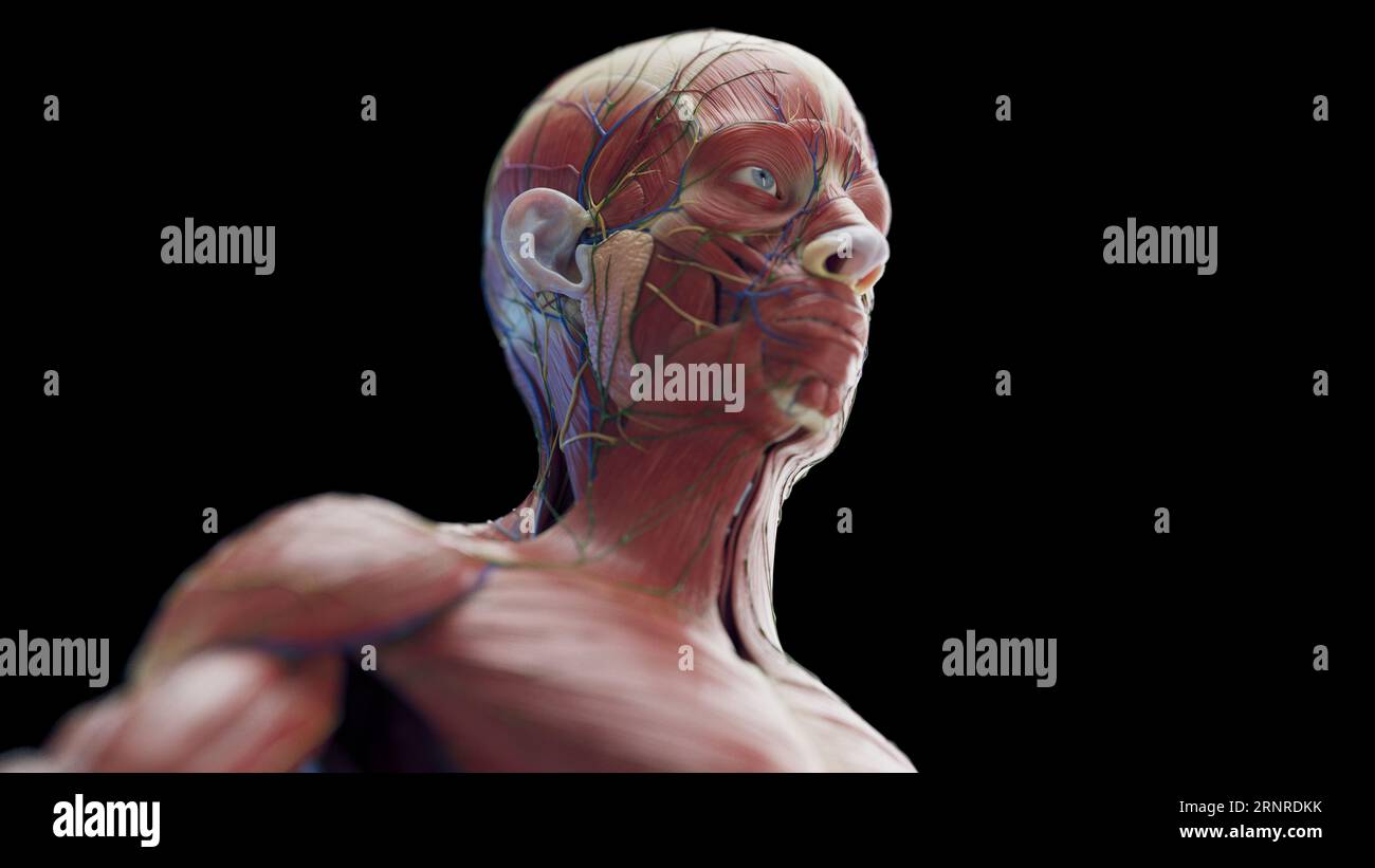 Muscle masculin de la tête et du cou, illustration Banque D'Images