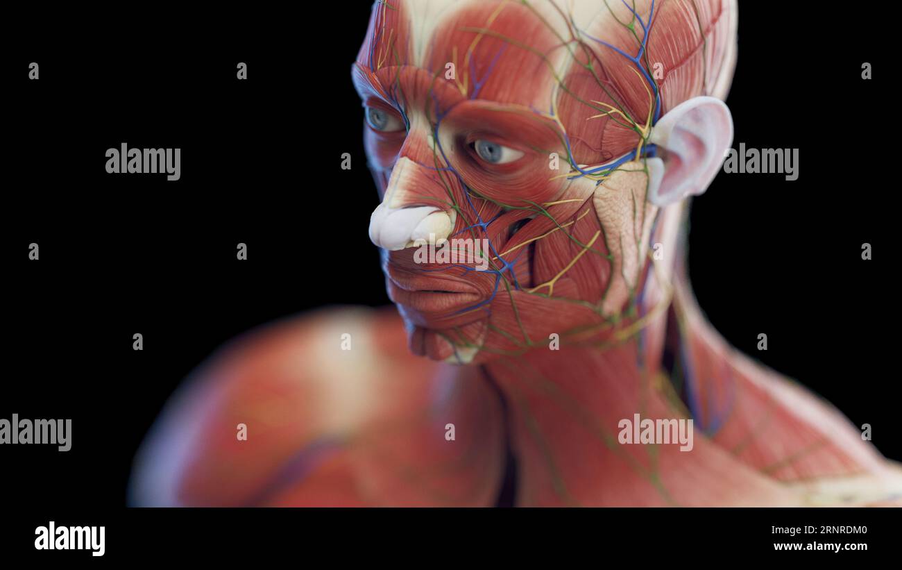 Muscles de la tête masculine, illustration Banque D'Images