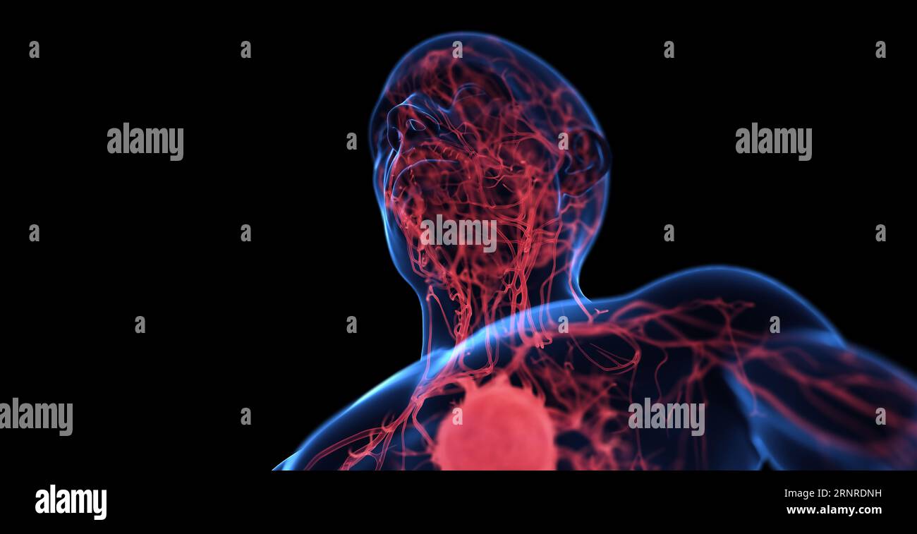Système cardiovasculaire mâle, illustration Banque D'Images