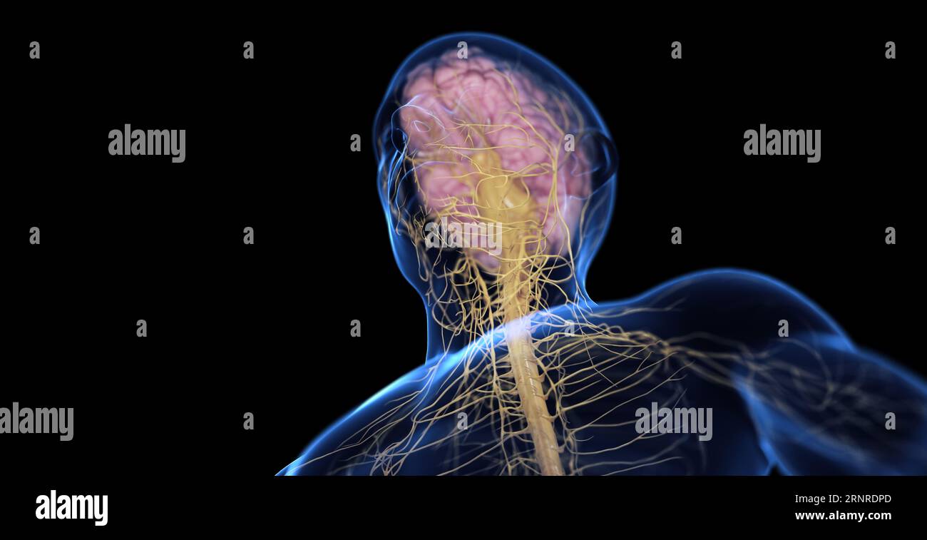 Le système nerveux central mâle, illustration Banque D'Images