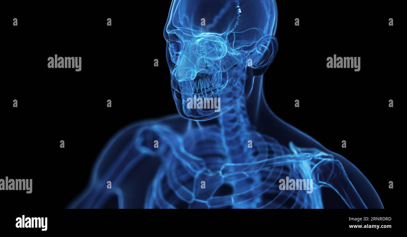 Homme système squelettique, illustration Banque D'Images