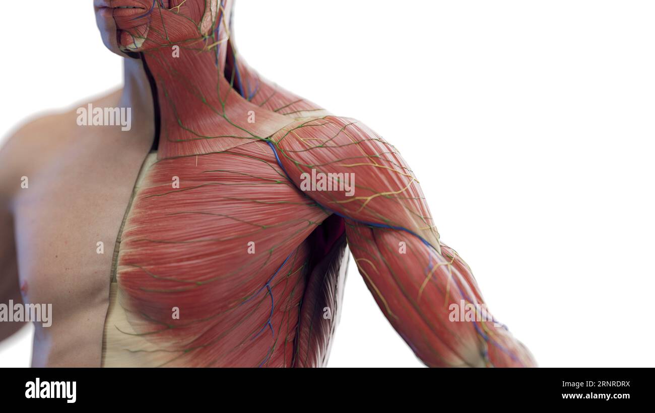 Muscles du thorax et des bras masculins, illustration Banque D'Images