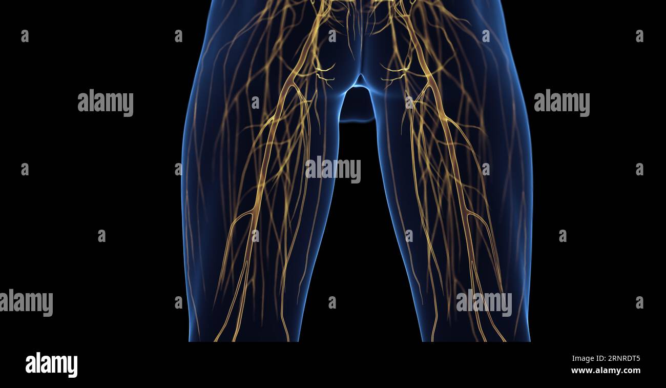 Nerfs de jambe mâle, illustration Banque D'Images