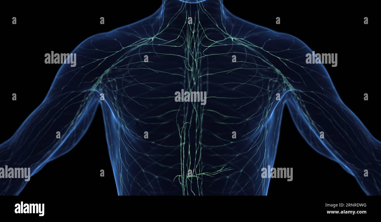 Système lymphatique masculin, illustration Banque D'Images