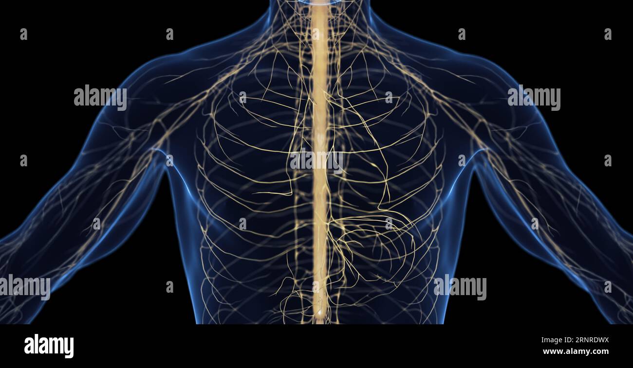 Le système nerveux central mâle, illustration Banque D'Images