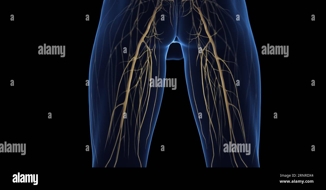 Nerfs de jambe mâle, illustration Banque D'Images