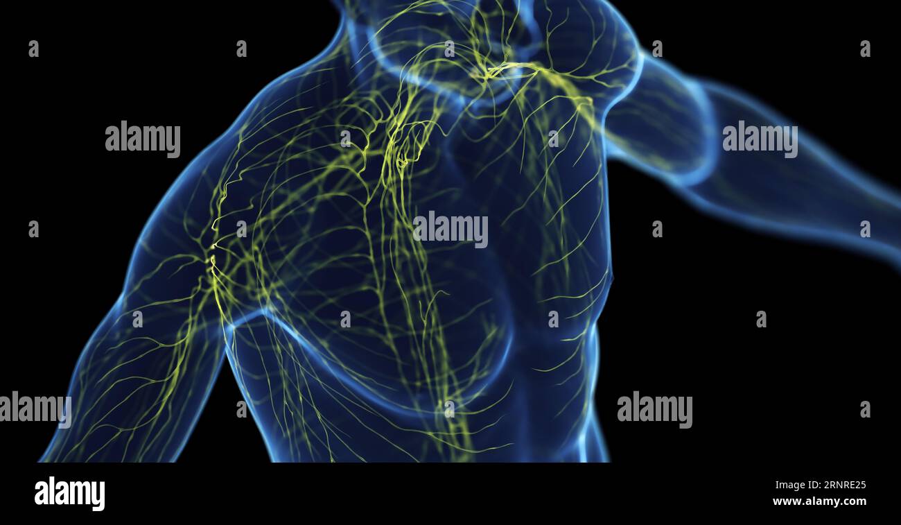 Système lymphatique masculin, illustration Banque D'Images
