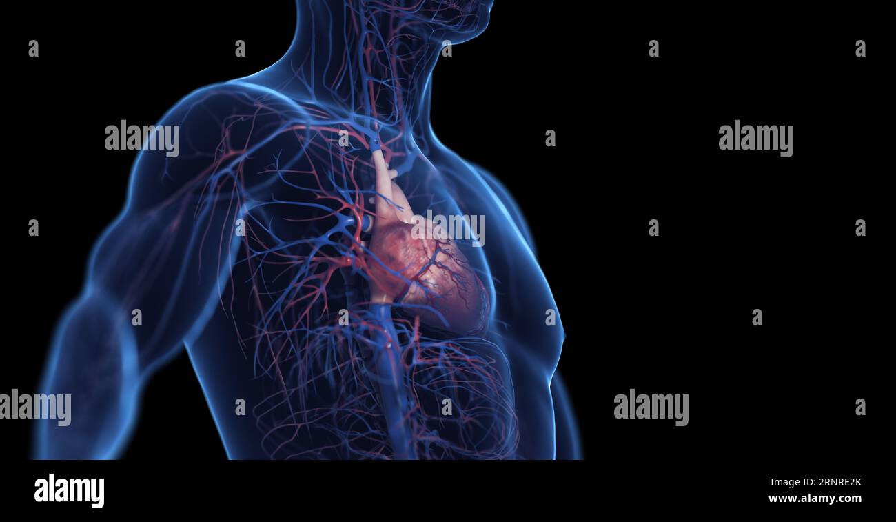 Système cardiovasculaire mâle, illustration Banque D'Images