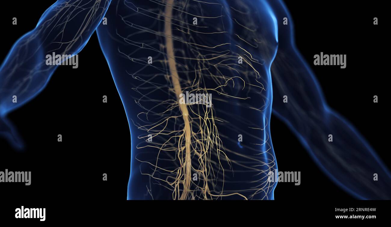 Système nerveux abdominal masculin, illustration Banque D'Images