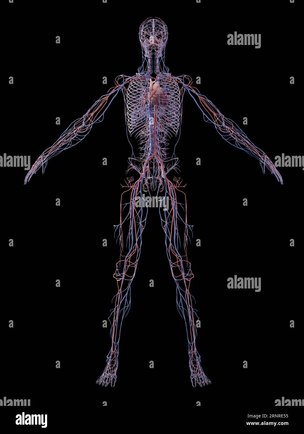 Système cardiovasculaire mâle, illustration Banque D'Images