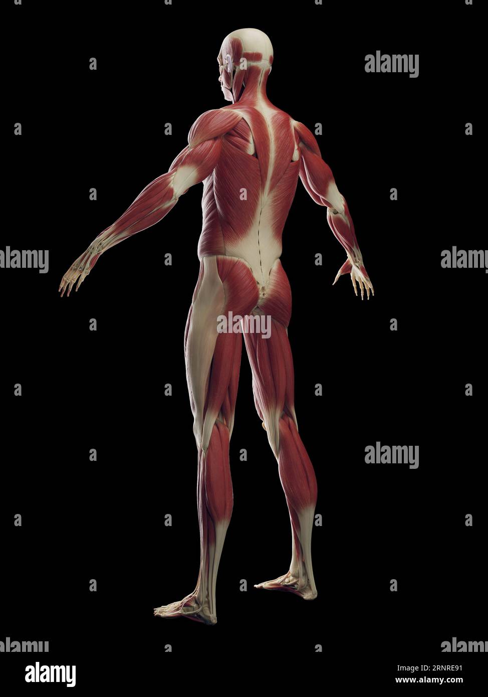 Système musculaire homme, illustration Banque D'Images