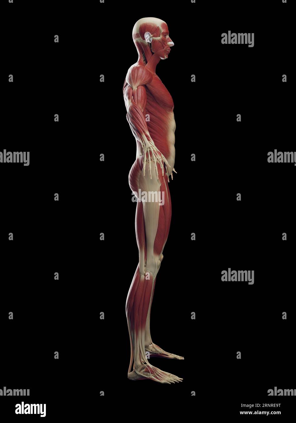 Système musculaire homme, illustration Banque D'Images