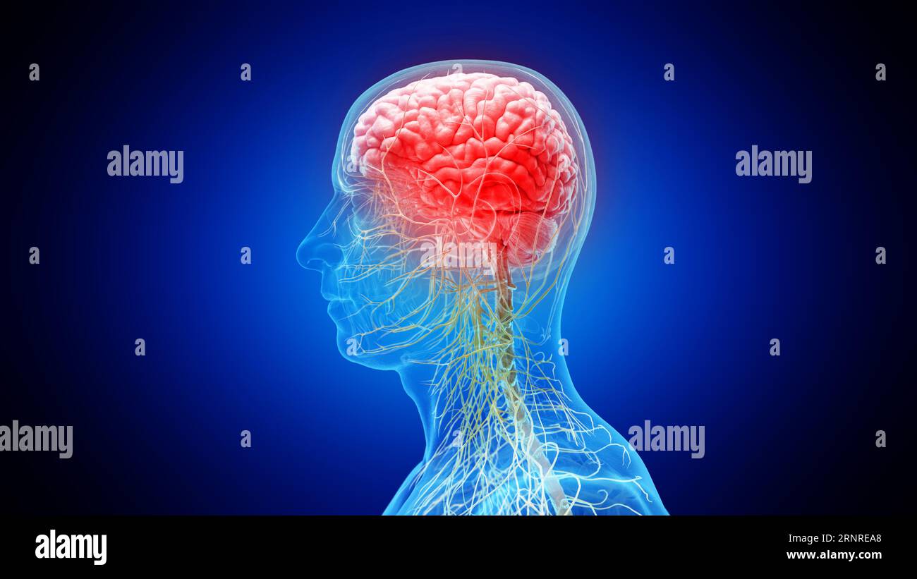 Nerfs du cerveau et de la tête, illustration Banque D'Images