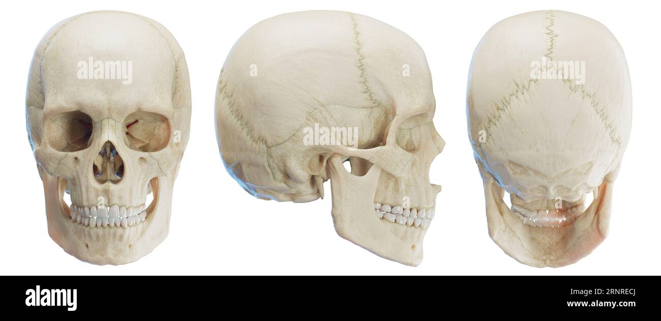 Crâne, illustration Banque D'Images