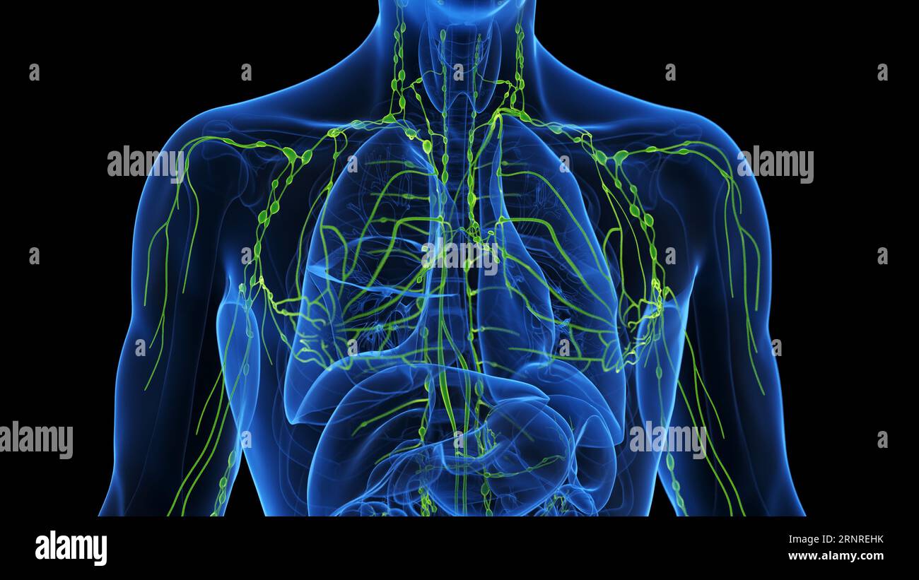 Système lymphatique, illustration Banque D'Images