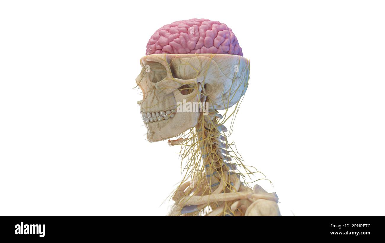 Crâne et cerveau, illustration Banque D'Images