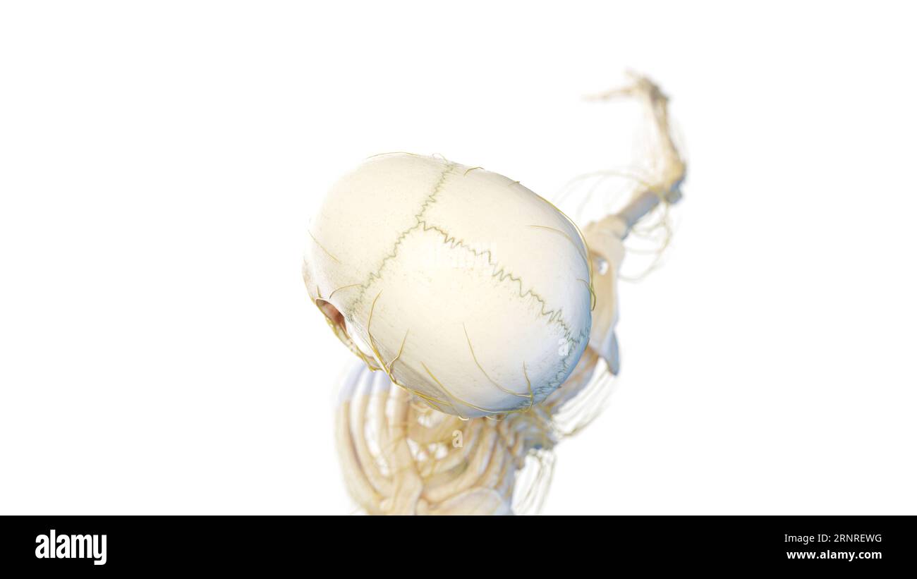 Crâne humain et nerfs, illustration Banque D'Images