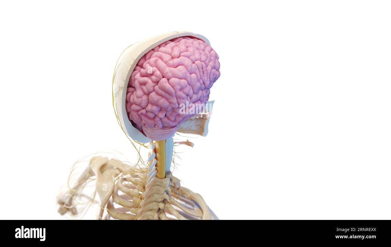 Crâne et cerveau, illustration Banque D'Images