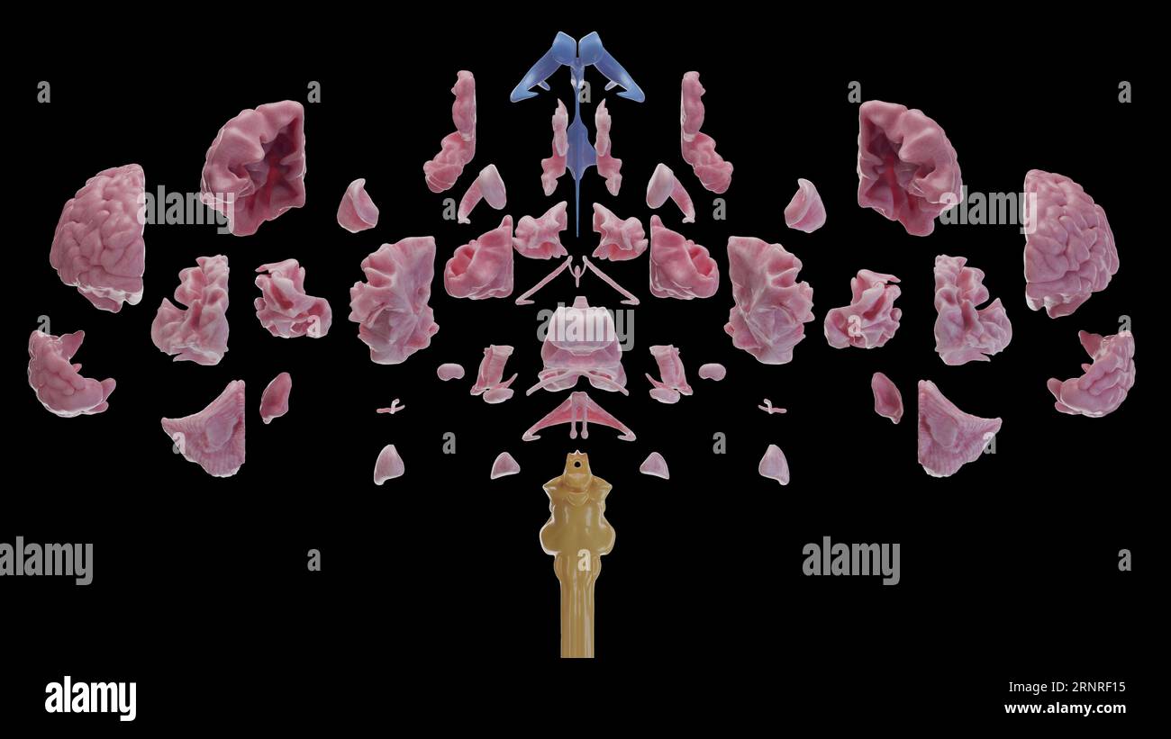 Cerveau, illustration Banque D'Images