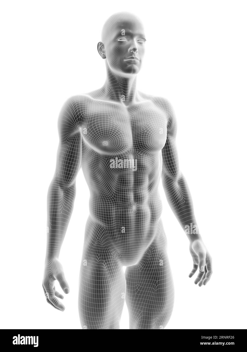 Corps masculin, illustration Banque D'Images