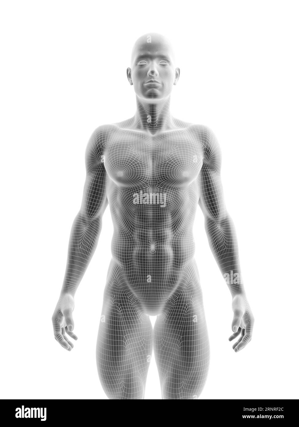 Corps masculin, illustration Banque D'Images