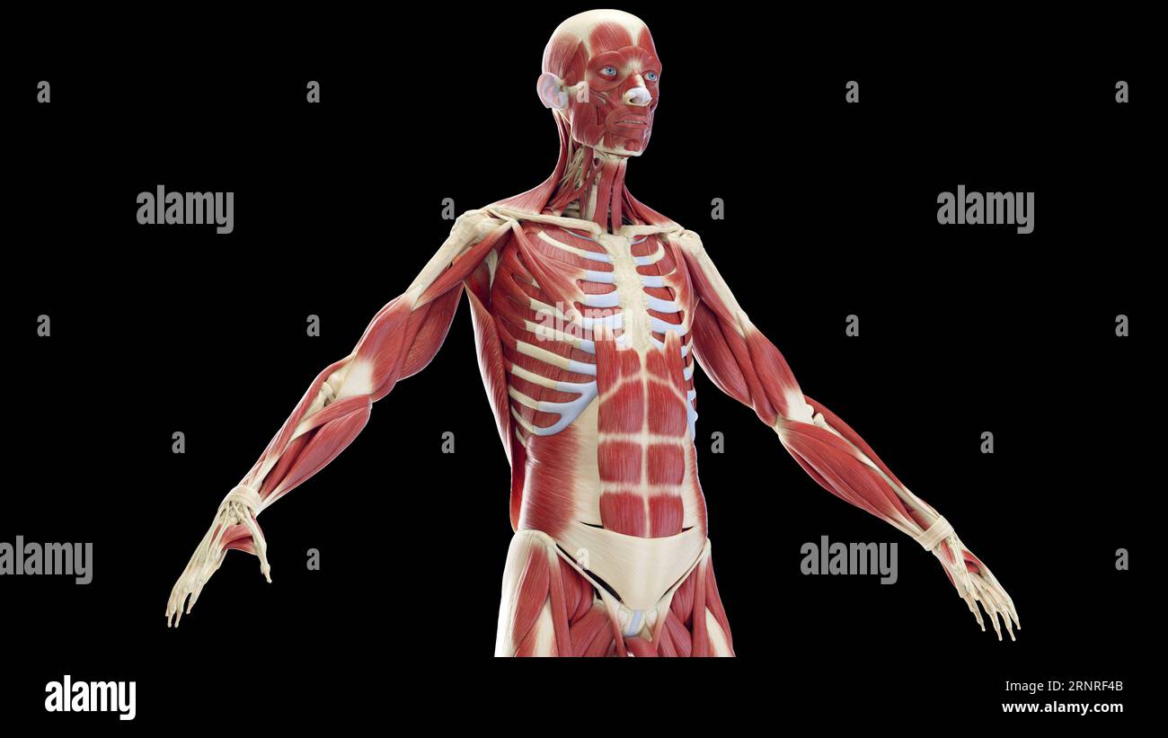 Muscles antérieurs masculins, illustration Banque D'Images
