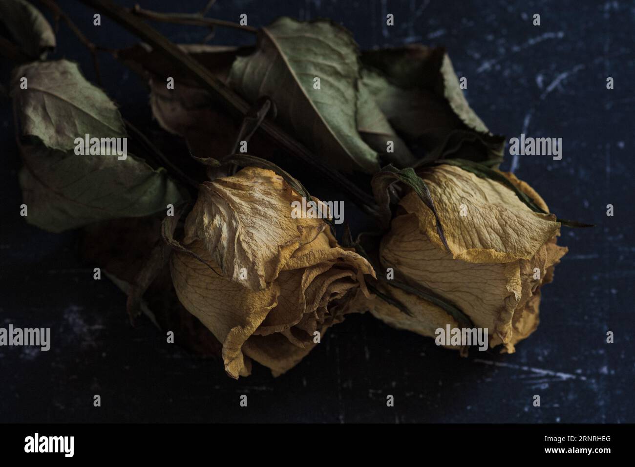 roses jaunes fanées et fanées séchées avec des feuilles mortes et des tiges sur un fond sombre Banque D'Images