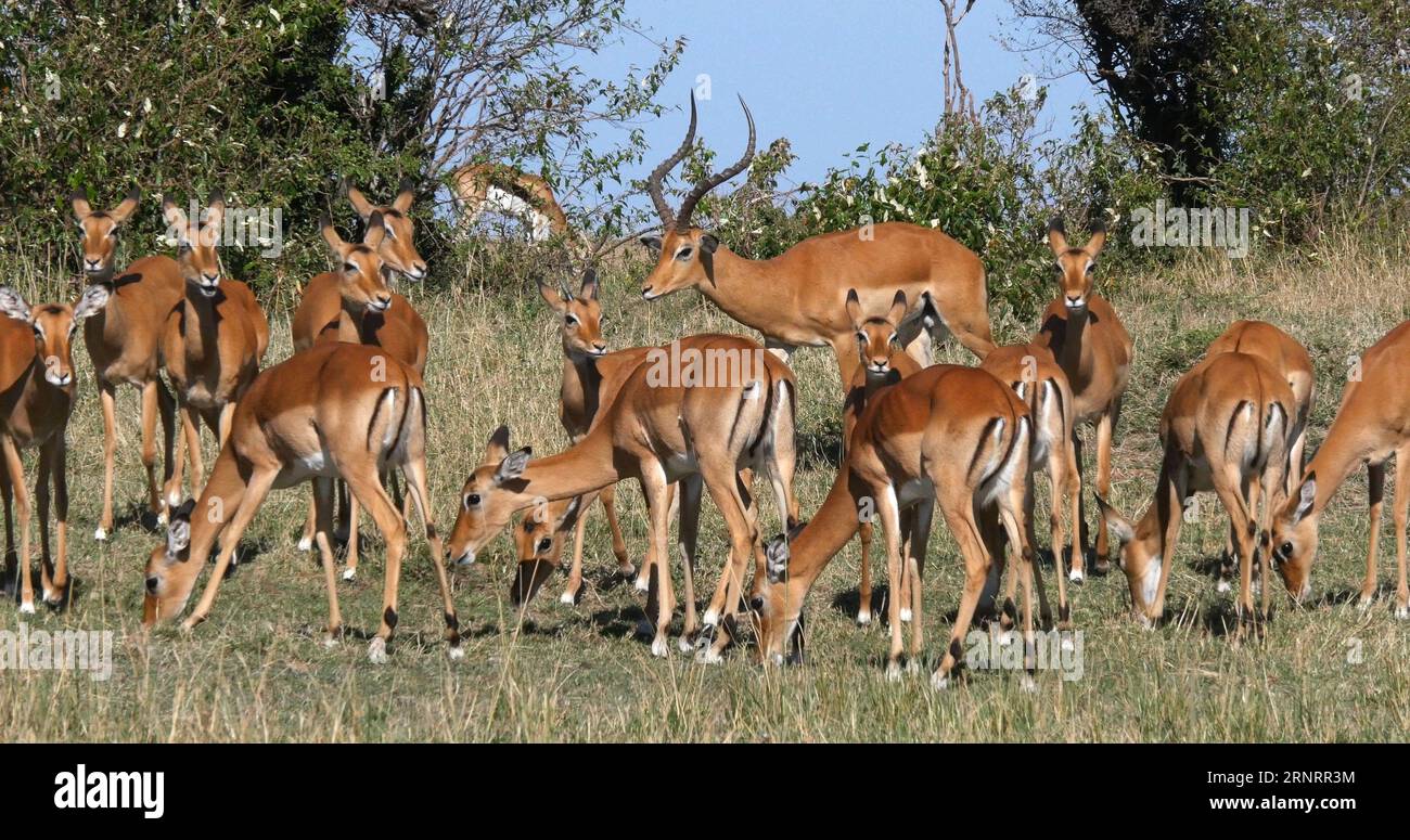 Impala, aepyceros melampus, mâle et femelle, Masai Mara Park au Kenya Banque D'Images