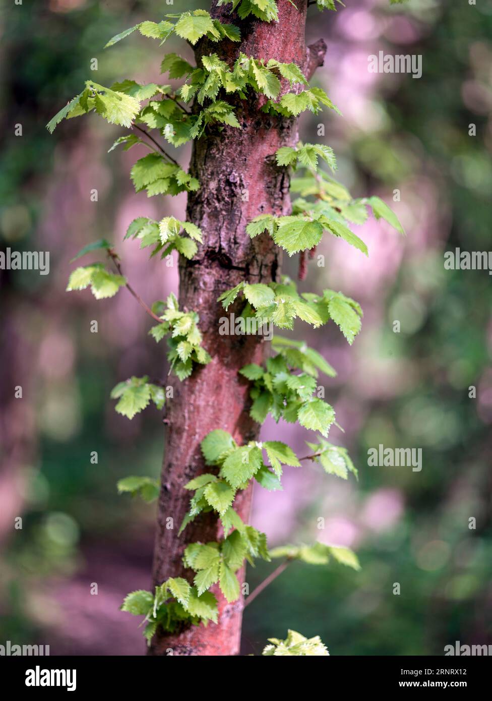 Portrait naturel de plantes environnementales semi-rapprochées montrant des motifs naturels intimes, des structures et des textures dans le monde naturel Banque D'Images