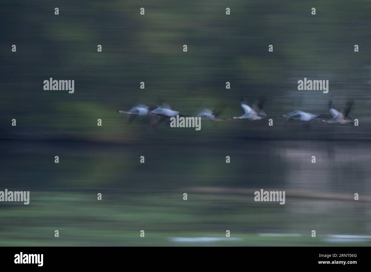 Grues (Grus grus) en vol, flou de mouvement, effet de balayage, Allemagne Banque D'Images