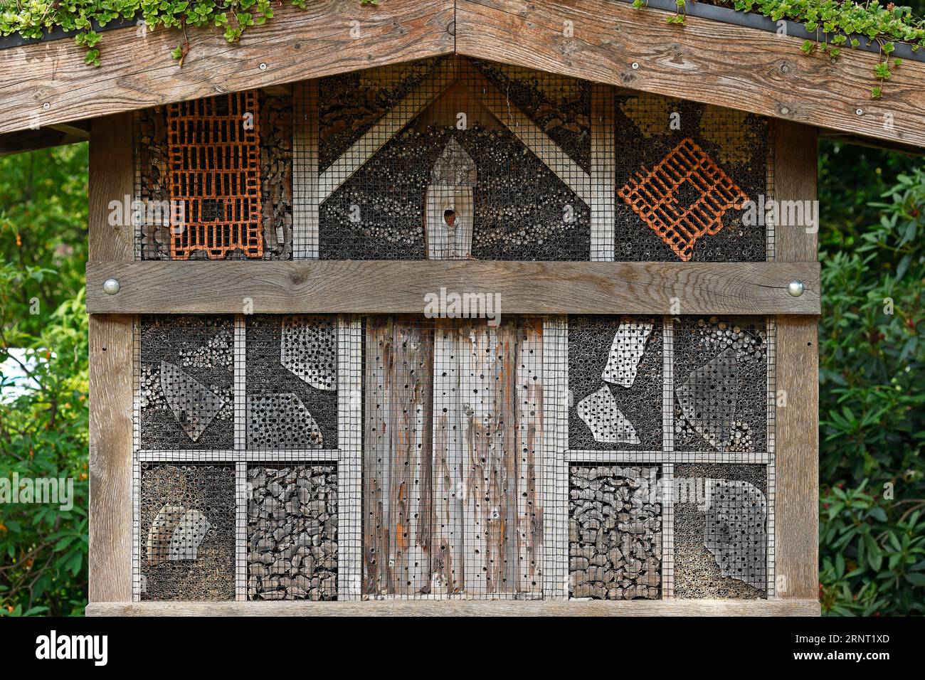 Hôtel d'abeilles sauvages, hôtel d'insectes, Rosarium Uetersen, Schleswig-Holstein, Allemagne Banque D'Images