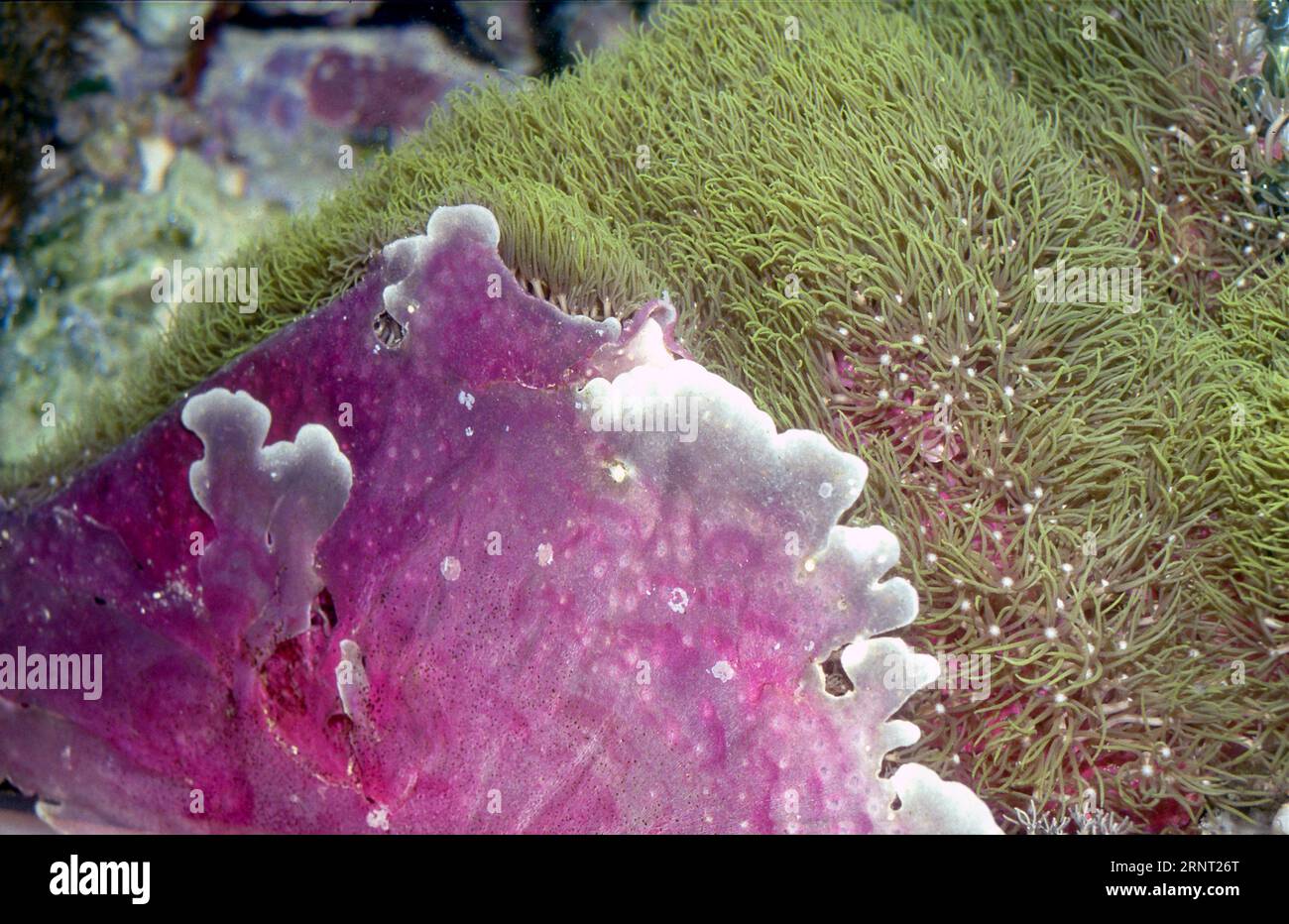 Colonie de corail mou (Briareum sp.) pousse dans un auarium marin avec le stolon violet et les polypes bien visibles. Banque D'Images